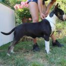 BOBUDDY ASHE ZU ASHE