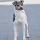 DALLAS Jakard Wejherstaff