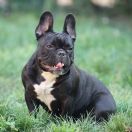 Cherry Francuskie Słoneczka