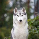 Coral-Sea Fortuna The Future Is Ours