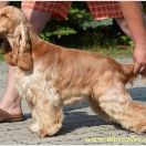 VANILLA SKY Black Petrs