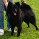  Mł.CH.PL. Basnauz EARL OF BLACK 