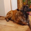 Juxta Leo vom Zarendorf