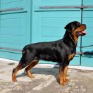 ELENA Od Wodnika i Wagi