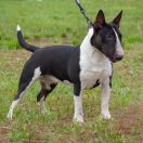 DISKO PARTY VENTURESOME 