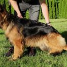 Irish Edoras Zwinger 