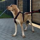 Angela Amore Per Bracco 