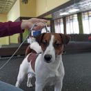 Оленер Джетик Иргус Карнеол