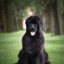 Firuze Beautiful Great Dane FCI