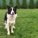 YELLOW Stajnia Sadyba FCI