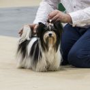 BONITA Biewer Forever