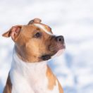 Truelovestaff Marry the Queen 