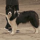 Borderforyou (FCI) ANGEL SZILA