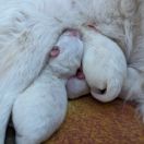 Fagot Shaggy Fluff FCI