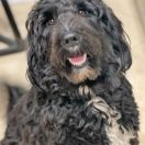 Estrella Perros del Mar