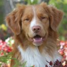 Chrilikas Eventyrlige Egon-Egon