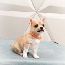 BENJAMIN z Dorzecza FCI