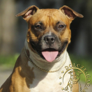 BIANCA From Rebel Flag