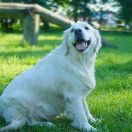 Viva Viktoria mira Wild West Gang