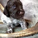 ECHO Gosia’s Valley FCI