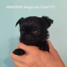 Minionek Magiczna Czerń FCI