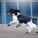 THORIN OAKENSHIELD Ker-Paravel