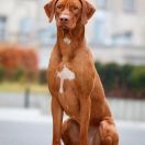 Planet Melmac MY DESTINY