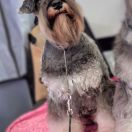 Wise Lord Lija FCI SILVER ARROW 