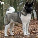 Finigan Fiy-Fon Kera