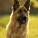 HOLLY do Basiora ( MAXI)