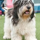 KOSMOS z Agaponu FCI