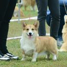 Yoga Raja iz Gvardii Corgos 