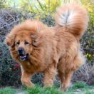 Nasledie Tibeta NIYA-LI