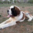 DZHADI THE EMPRESS LION PRIDE