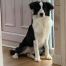 Rollingbones BILLIE THE KID