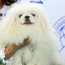 ZHUA DE LARMOSH DRAKON