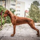 BAJLANDO I DO PRZODU Brave Team