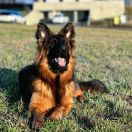 ARYA Defensor Regalis