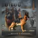 DIEGO del Castello Fienga 