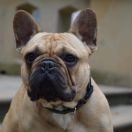 MR SERGIO Od Kuce Don