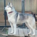 Венто Либеро Ясси Бат Де