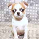 Bee’s Knees Emerald In Gold