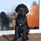 ANUBIS Przylądek Doga FCI 