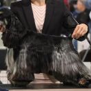 Storm of Koricockers iz Mazhornogo Lada