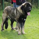 CAIRUSS de Kamastino