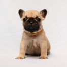 TURBINIS LEXIX Dimidium (FCI)