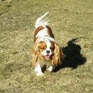 FINLANDIA z Psiego Matecznika