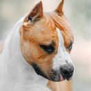 BORN FOR YOU VIA FORTUNA LONG STEP