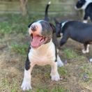 Charlie Lauras Dream Fci