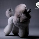 SAVANNAH The Spirit of Silverhill